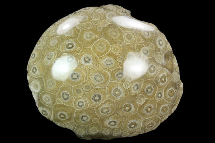 Polished Fossil Coral (Actinocyathus) - Morocco #128188